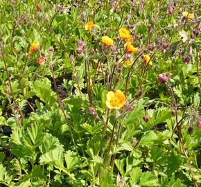 Kuklík potoční 'Leonards Variety' - Geum rivale 'Leonards Variety'