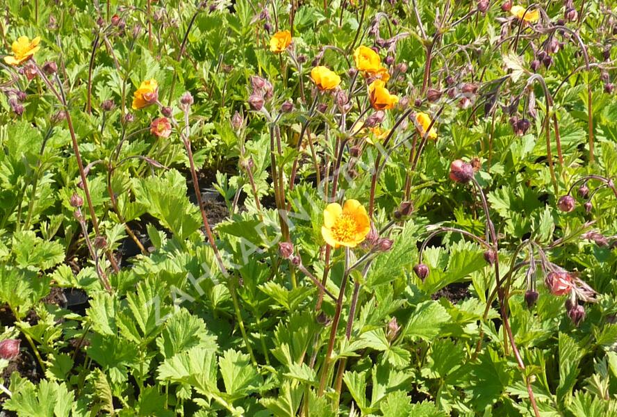 Kuklík potoční 'Leonards Variety' - Geum rivale 'Leonards Variety'