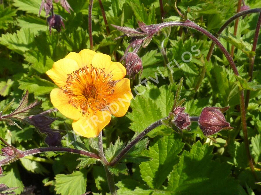 Kuklík potoční 'Leonards Variety' - Geum rivale 'Leonards Variety'