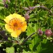 Kuklík potoční 'Leonards Variety' - Geum rivale 'Leonards Variety'
