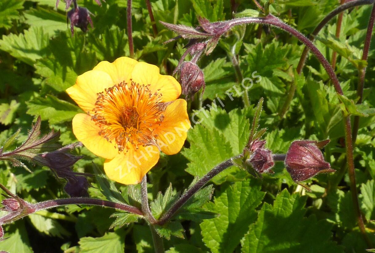 Kuklík potoční 'Leonards Variety' - Geum rivale 'Leonards Variety'