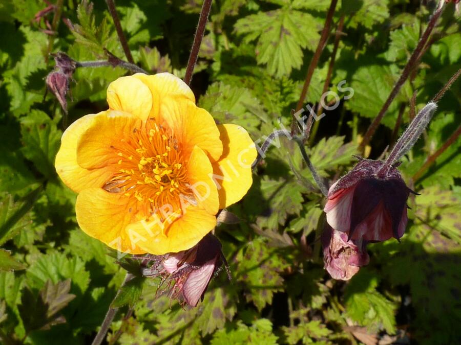 Kuklík potoční 'Leonards Variety' - Geum rivale 'Leonards Variety'