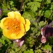 Kuklík potoční 'Leonards Variety' - Geum rivale 'Leonards Variety'
