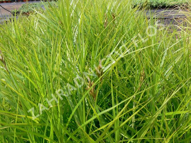 Ostřice muskingumská 'Variegata' - Carex muskingumensis 'Variegata'