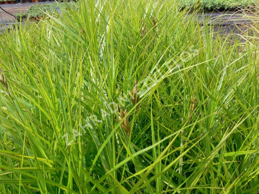 Ostřice muskingumská 'Variegata' - Carex muskingumensis 'Variegata'