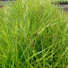 Ostřice muskingumská 'Variegata' - Carex muskingumensis 'Variegata'