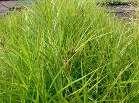 Ostřice muskingumská 'Variegata' - Carex muskingumensis 'Variegata'
