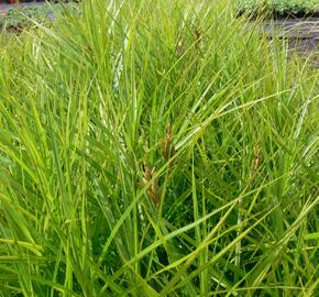 Ostřice muskingumská 'Variegata' - Carex muskingumensis 'Variegata'