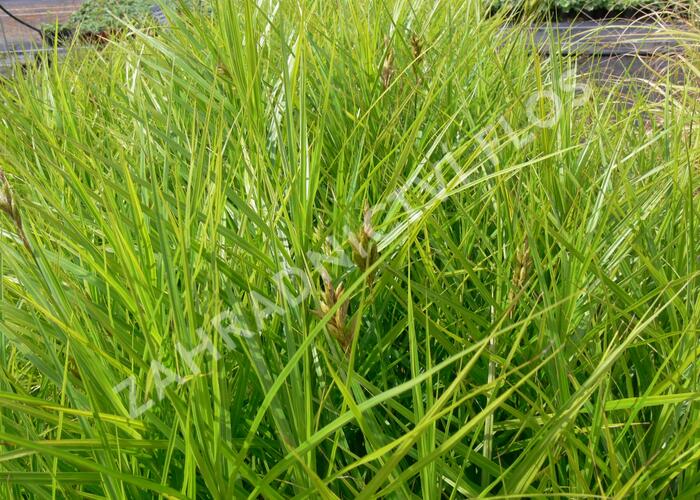 Ostřice muskingumská 'Variegata' - Carex muskingumensis 'Variegata'