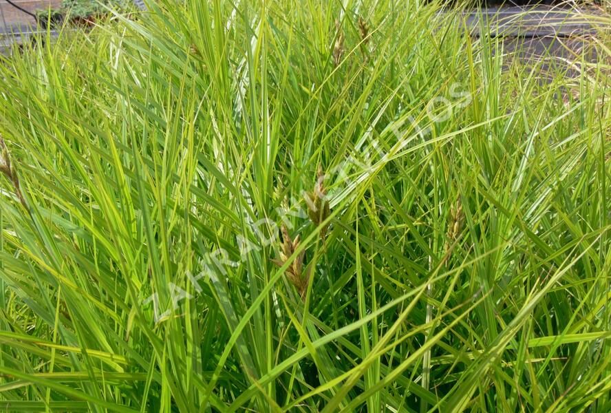 Ostřice muskingumská 'Variegata' - Carex muskingumensis 'Variegata'