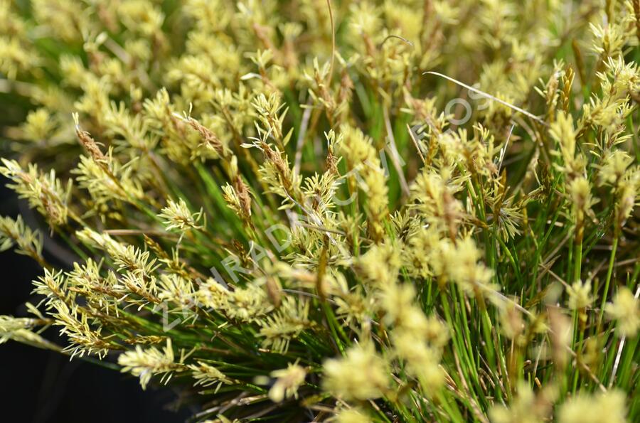 Ostřice Davallova - Carex davalliana