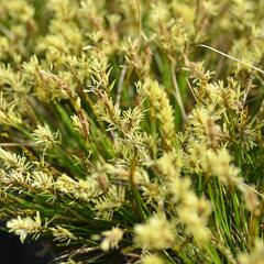 Ostřice Davallova - Carex davalliana