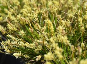 Ostřice Davallova - Carex davalliana