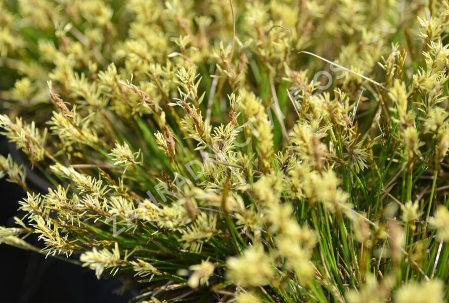 Ostřice Davallova - Carex davalliana