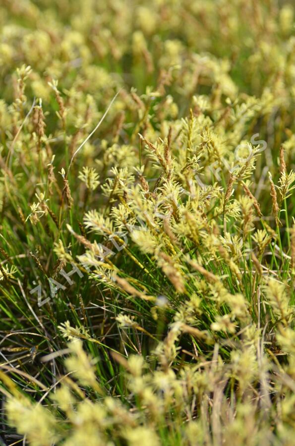 Ostřice Davallova - Carex davalliana