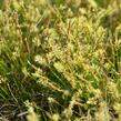Ostřice Davallova - Carex davalliana