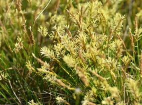Ostřice Davallova - Carex davalliana