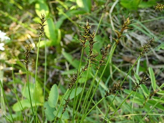 Ostřice Davallova - Carex davalliana