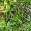 Ostřice Davallova - Carex davalliana