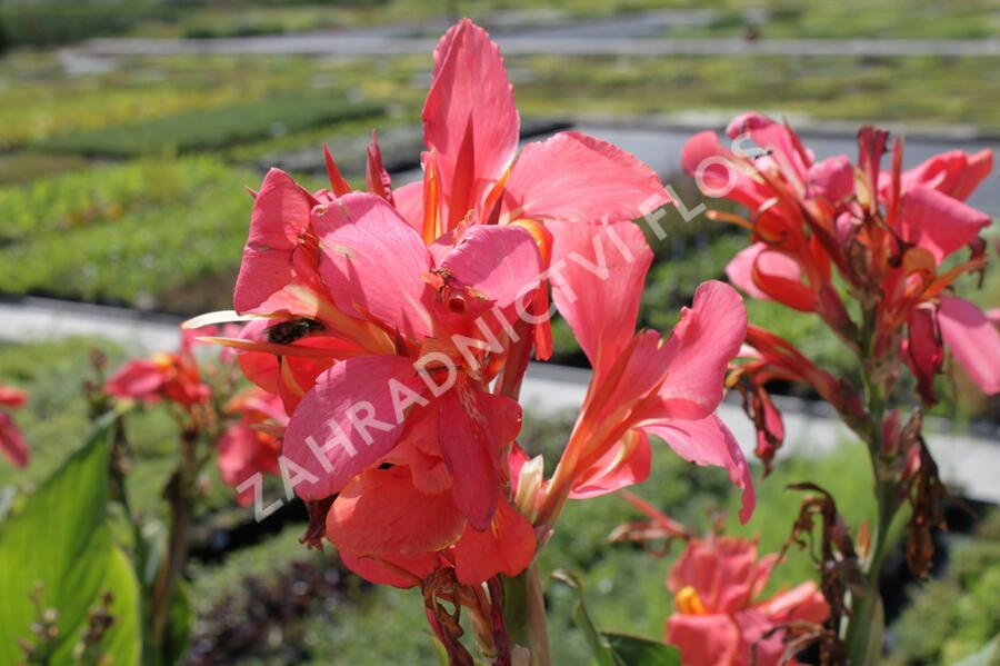 Dosna indická 'Red' - Canna indica 'Red'