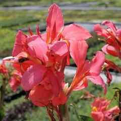 Dosna indická 'Red' - Canna indica 'Red'