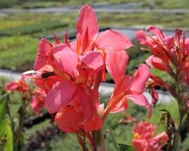 Dosna indická 'Red'