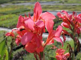 Dosna indická 'Red' - Canna indica 'Red'