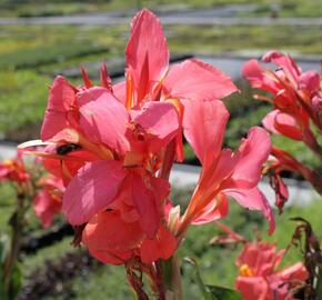 Dosna indická 'Red' - Canna indica 'Red'