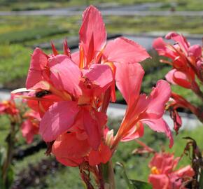 Dosna indická 'Red' - Canna indica 'Red'