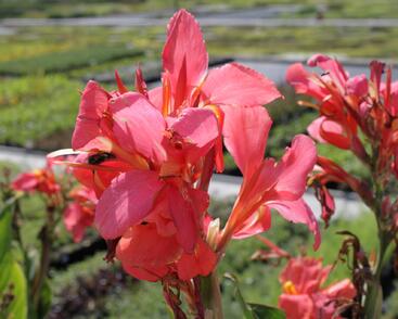 Dosna indická 'Red'