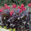 Dosna indická 'Red' - Canna indica 'Red'