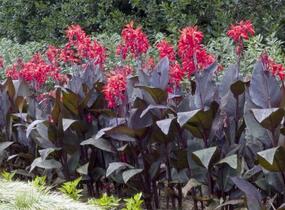 Dosna indická 'Red' - Canna indica 'Red'
