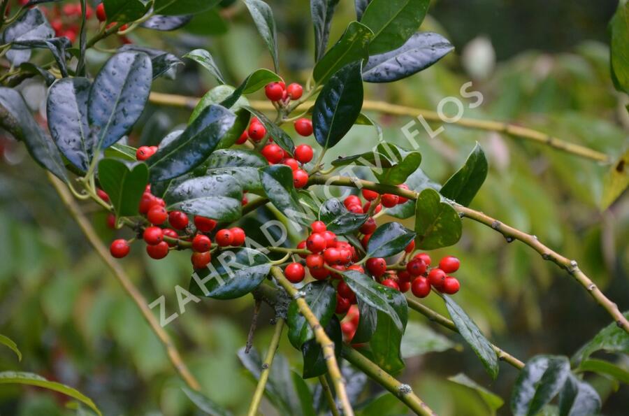 Cesmina Obecna J C Van Tol Ilex Aquifolium J C Van Tol Zahradnictvi Flos