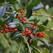 Cesmína obecná 'J.C. van Tol' - Ilex aquifolium 'J.C. van Tol'