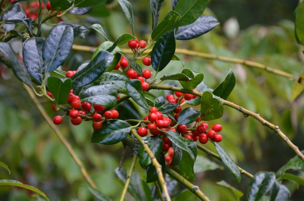 Cesmína obecná 'J.C. van Tol' - Ilex aquifolium 'J.C. van Tol'