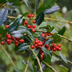 Cesmína obecná 'J.C. van Tol' - Ilex aquifolium 'J.C. van Tol'