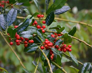 Cesmína obecná 'J.C. van Tol'