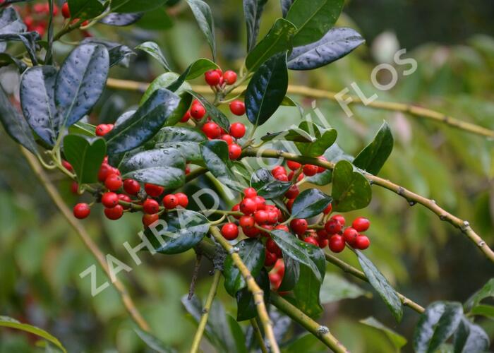 Cesmína obecná 'J.C. van Tol' - Ilex aquifolium 'J.C. van Tol'
