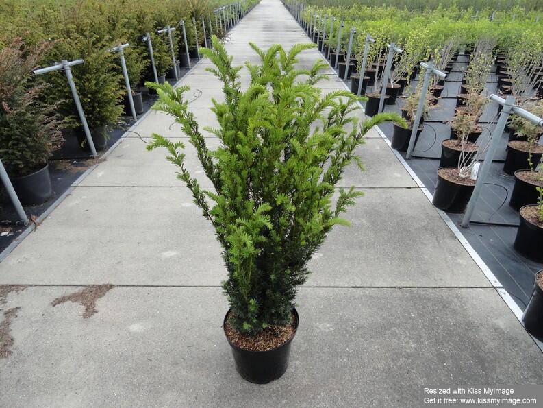 Tis prostřední 'Hillii' - Taxus media 'Hillii'