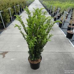 Tis prostřední 'Hillii' - Taxus media 'Hillii'