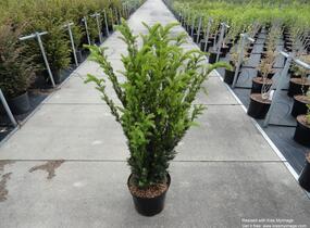 Tis prostřední 'Hillii' - Taxus media 'Hillii'