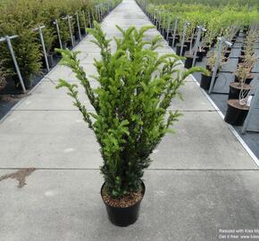 Tis prostřední 'Hillii' - Taxus media 'Hillii'