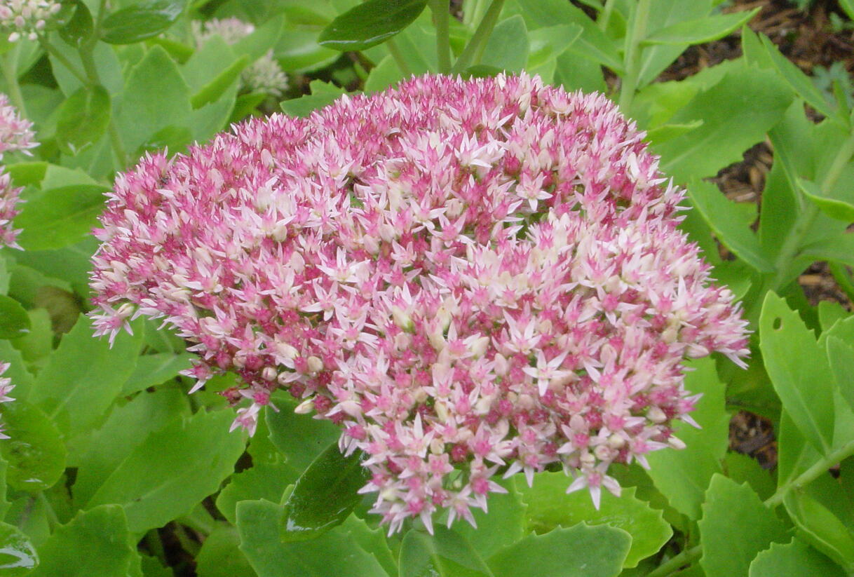 Rozchodník nachový - Sedum telephium