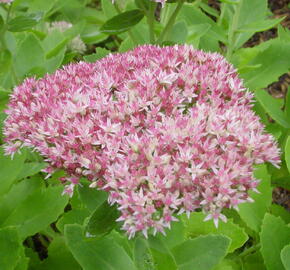 Rozchodník nachový