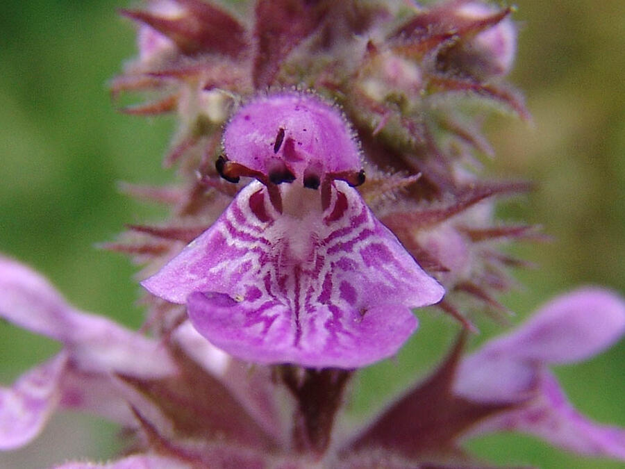 Čistec bahenní - Stachys palustris