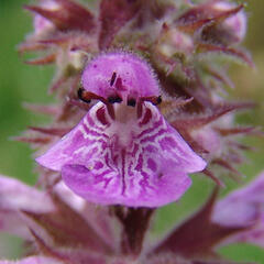 Čistec bahenní - Stachys palustris