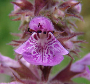 Čistec bahenní - Stachys palustris