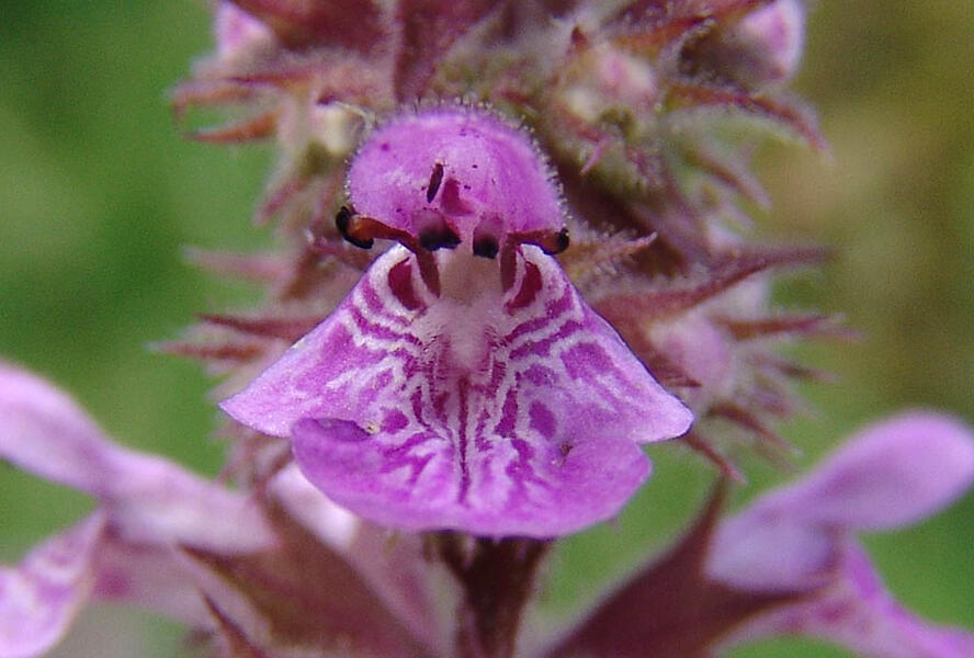 Čistec bahenní - Stachys palustris