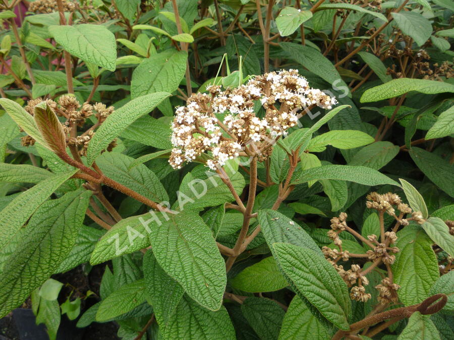 Kalina vrásčitolistá - Viburnum rhytidophyllum