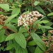 Kalina vrásčitolistá - Viburnum rhytidophyllum